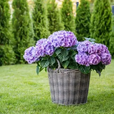 5 prydbuske til krukker 